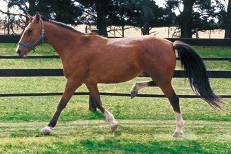 Stringhalt - Titanium Saddlery