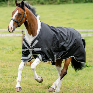 Amigo Bravo 12 XL Medium