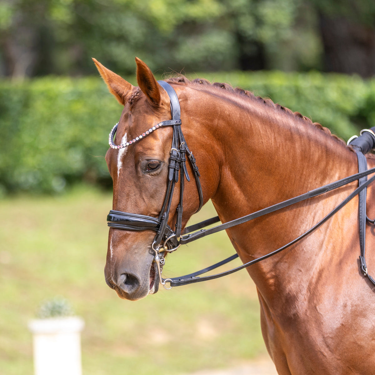The beautiful Dolly herself wearing the Dolly Browband '