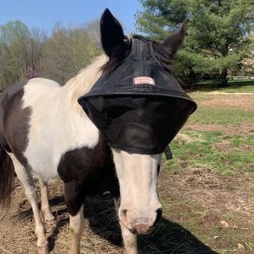 Equivizor Solar Veil