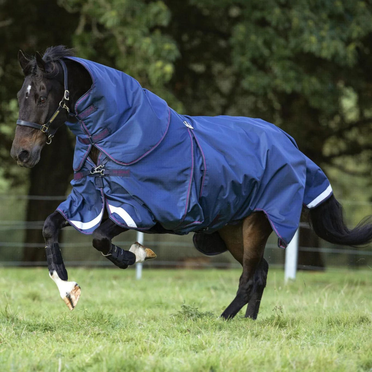 Deep blue neck with raspberry binding on dark bay horse. 